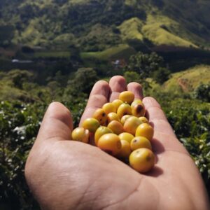 grão de café do sitio alto cachoeira