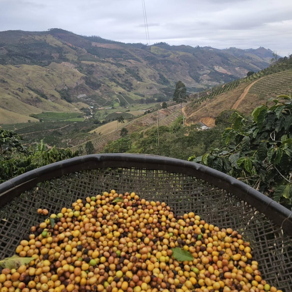 Instagram post from sitioaltocachoeira.cafe. This post is in position 11.