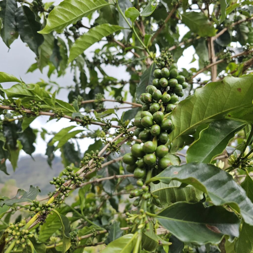 Instagram post from sitioaltocachoeira.cafe. This post is in position 6.