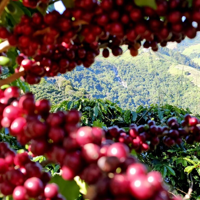 Instagram post from sitioaltocachoeira.cafe. This post is in position 1.