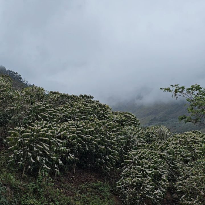 Instagram post from sitioaltocachoeira.cafe. This post is in position 8.