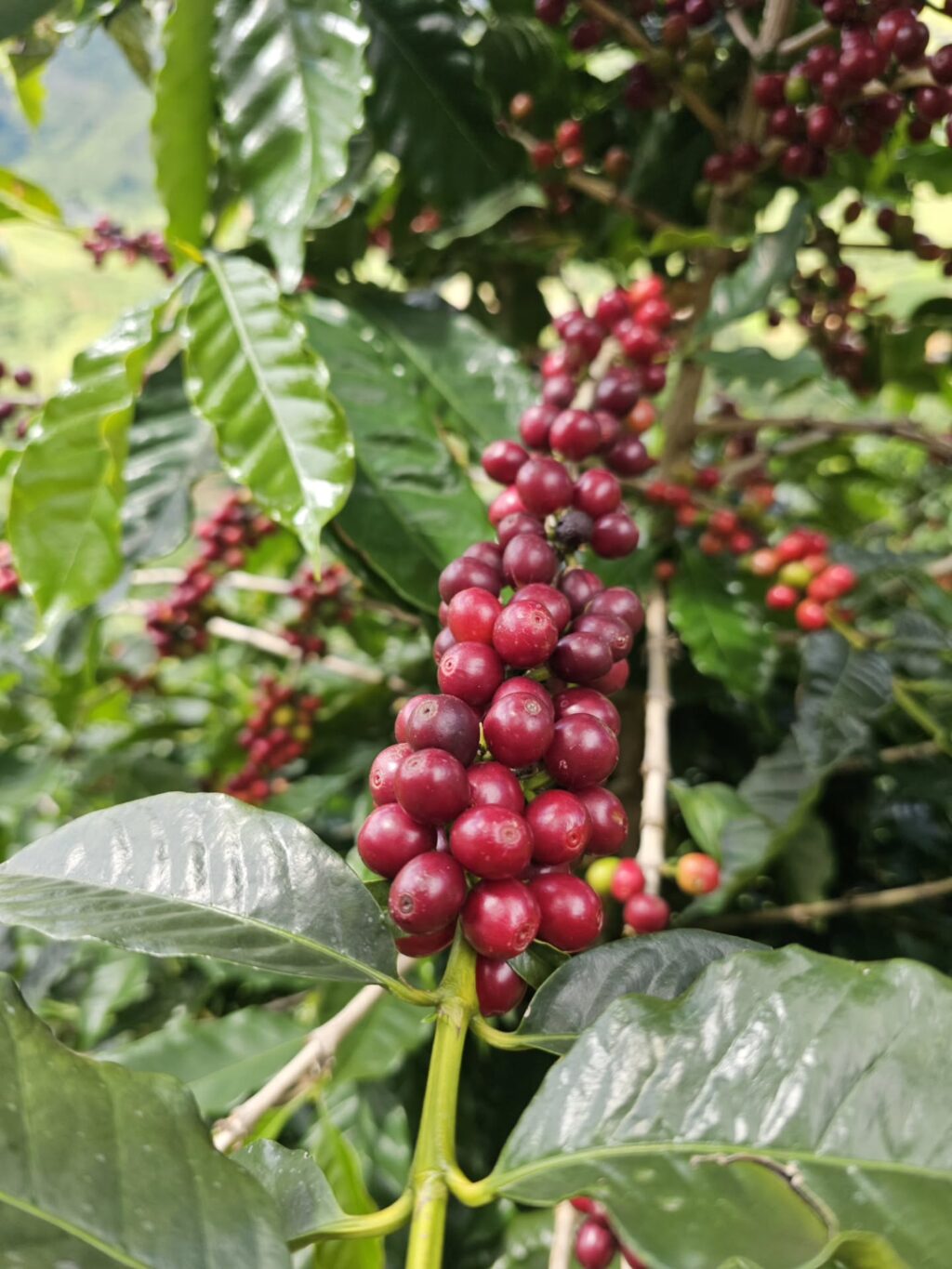 Instagram post from sitioaltocachoeira.cafe. This post is in position 2.