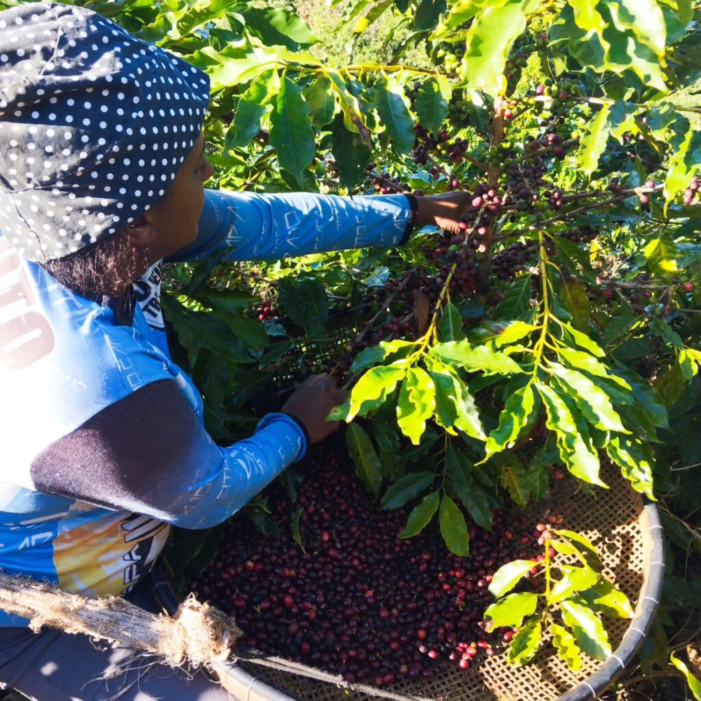 Instagram post from sitioaltocachoeira.cafe. This post is in position 15.