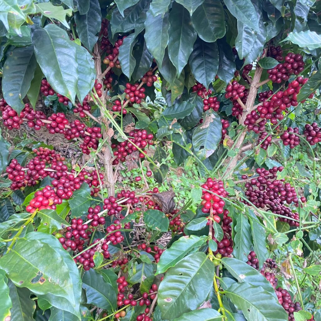 Instagram post from sitioaltocachoeira.cafe. This post is in position 7.