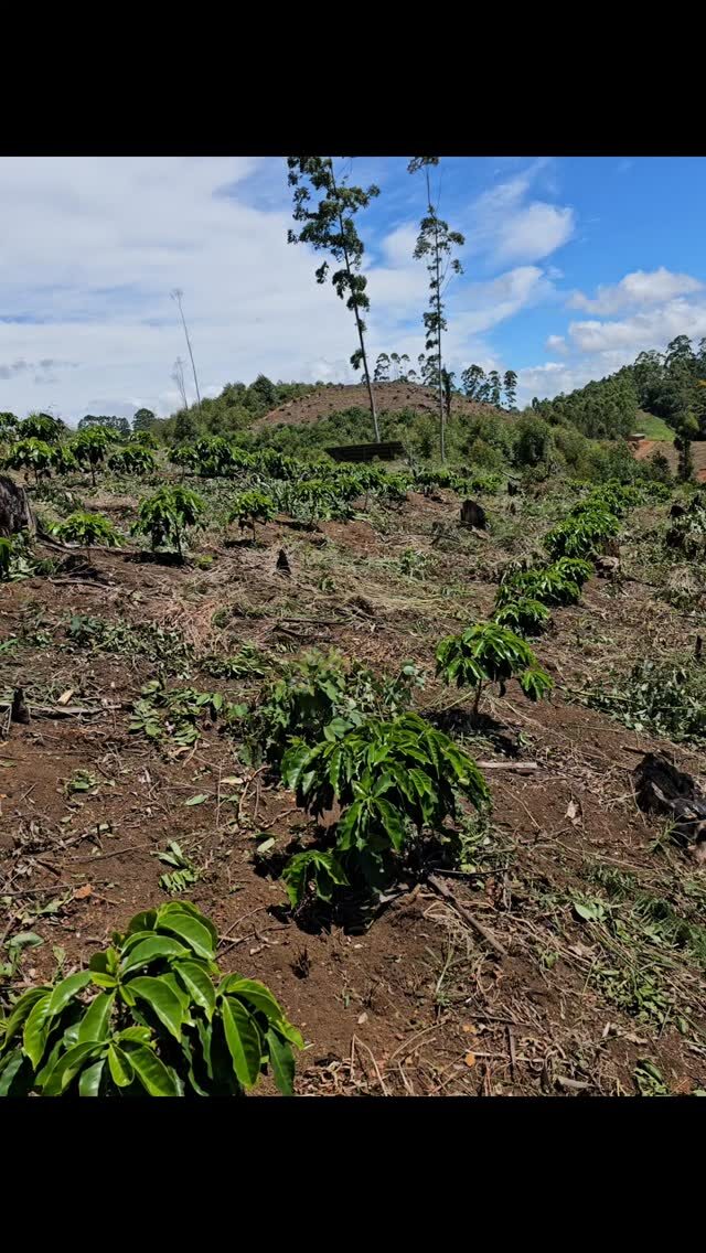 Instagram post from sitioaltocachoeira.cafe. This post is in position 2.