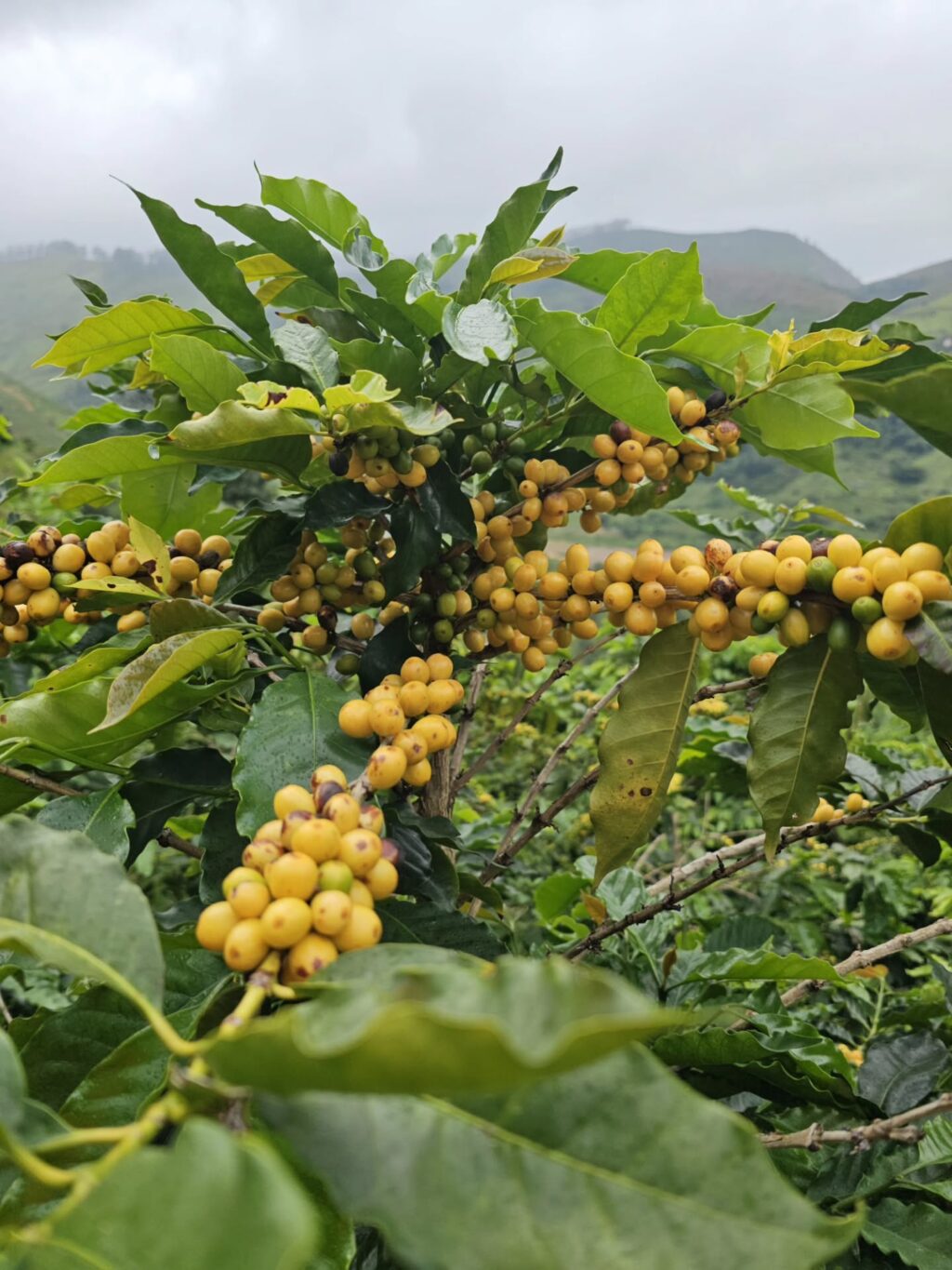 Instagram post from sitioaltocachoeira.cafe. This post is in position 3.