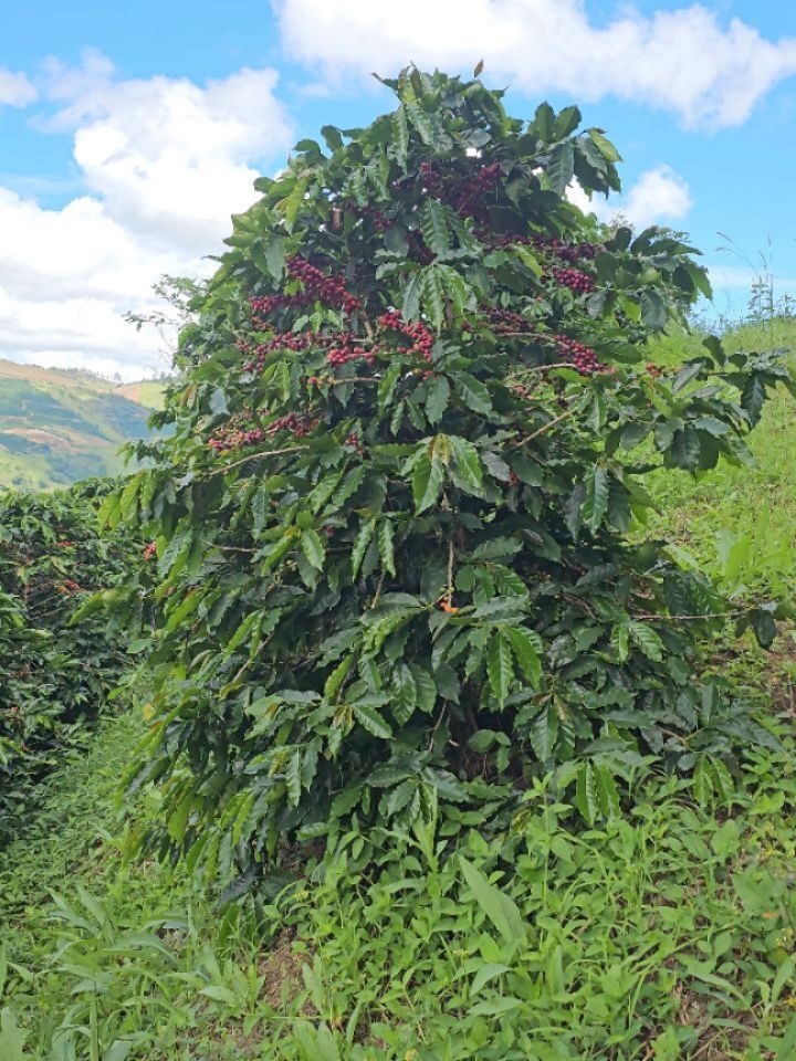 Instagram post from sitioaltocachoeira.cafe. This post is in position 1.