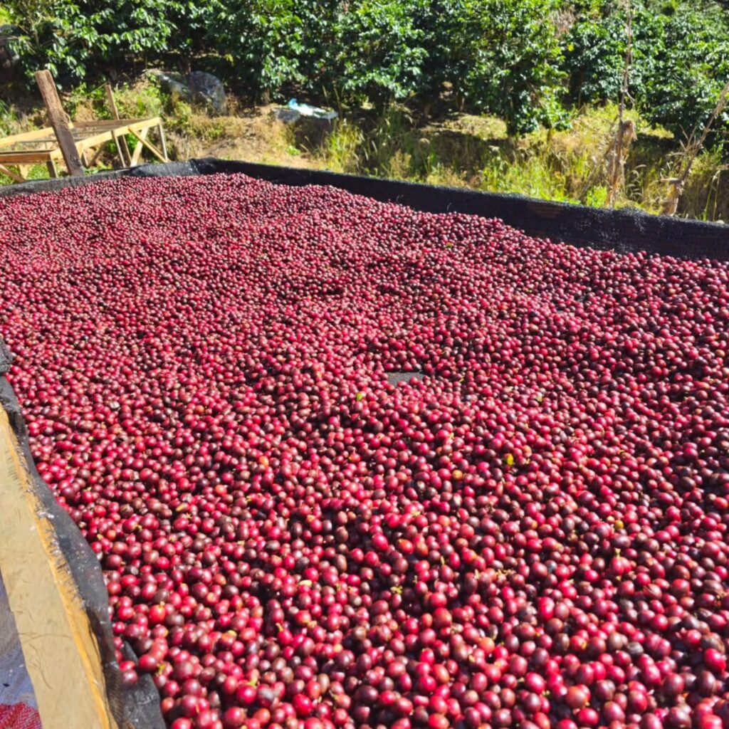 Instagram post from sitioaltocachoeira.cafe. This post is in position 9.