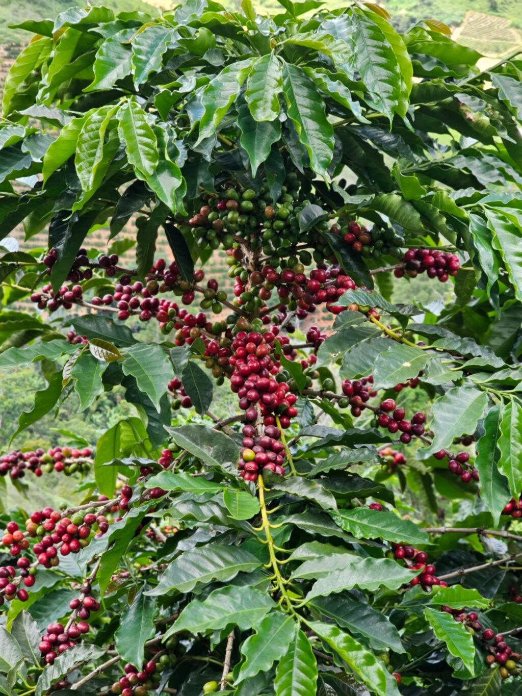 Instagram post from sitioaltocachoeira.cafe. This post is in position 1.