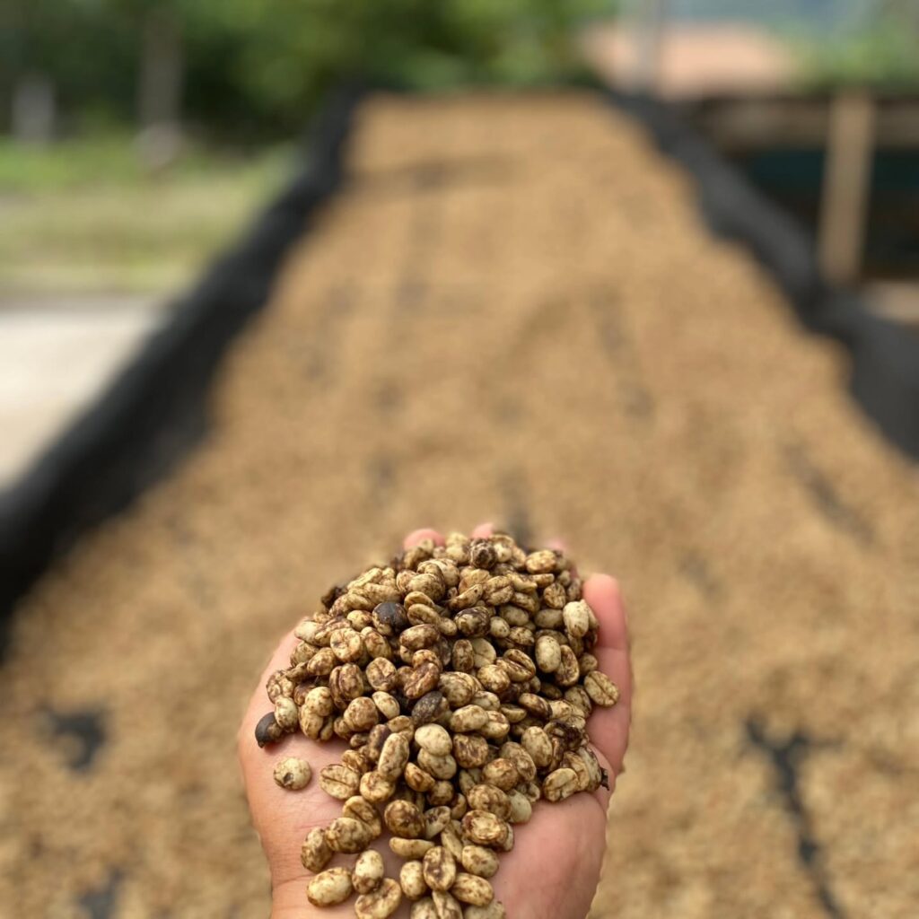 Instagram post from sitioaltocachoeira.cafe. This post is in position 10.